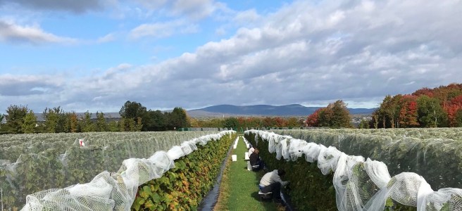 Le temps des vendanges à l'Ile d'Orléans, photo Marc-Antoine Latouche - elle nota